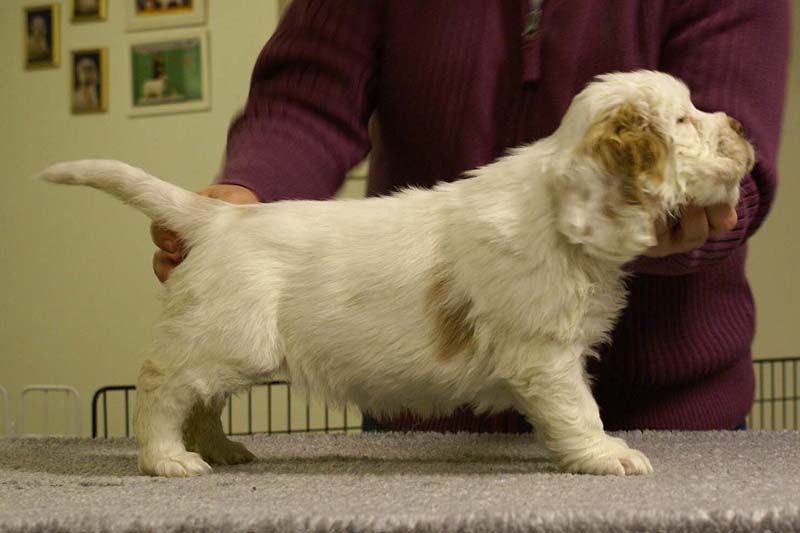 ST_Morgan_Le_Fay_7weeks_a