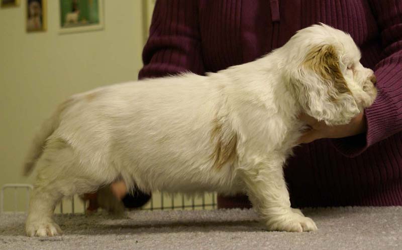 ST_Morgan_Le_Fay_7weeks_c