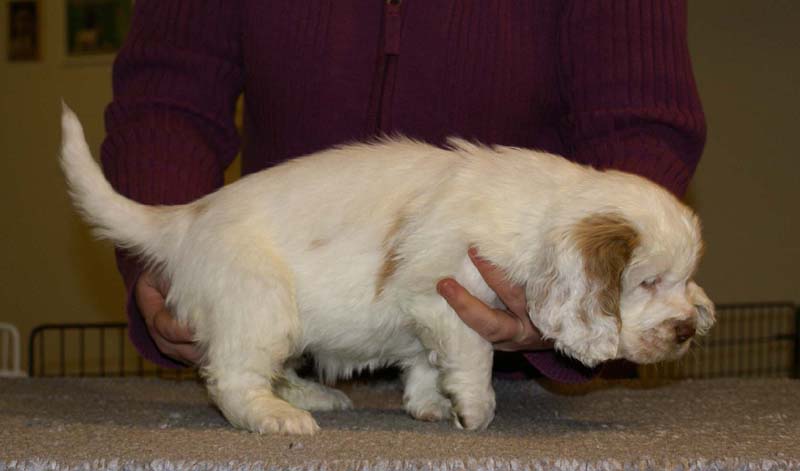 ST_Morgan_Le_Fay_7weeks_e