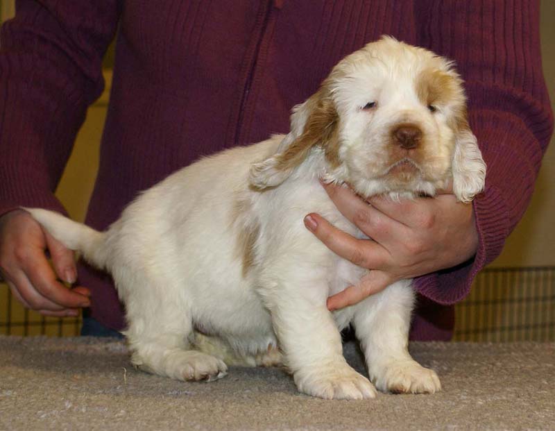 ST_Morgan_Le_Fay_7weeks_g