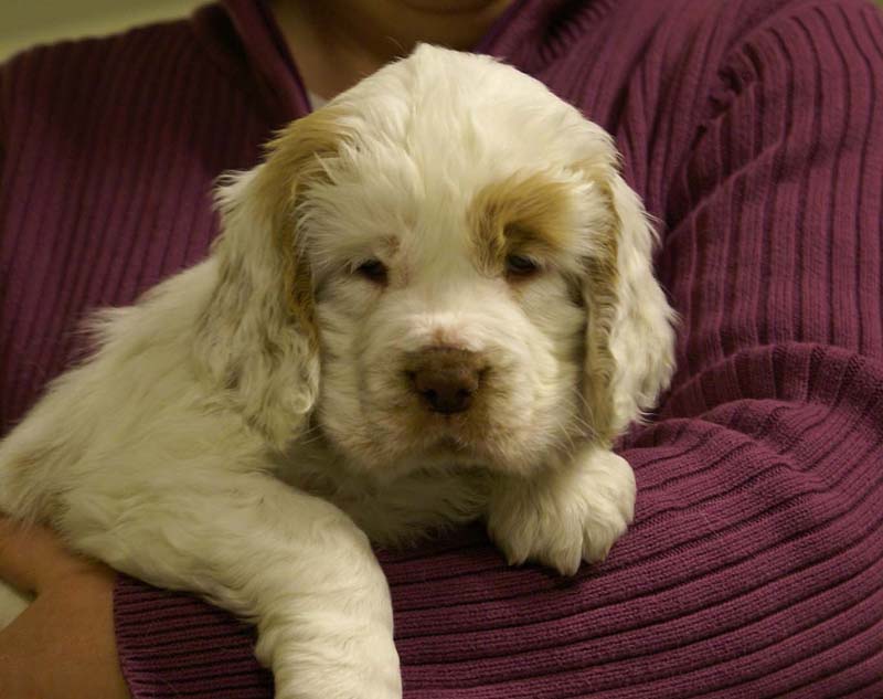 ST_Morgan_Le_Fay_7weeks_h