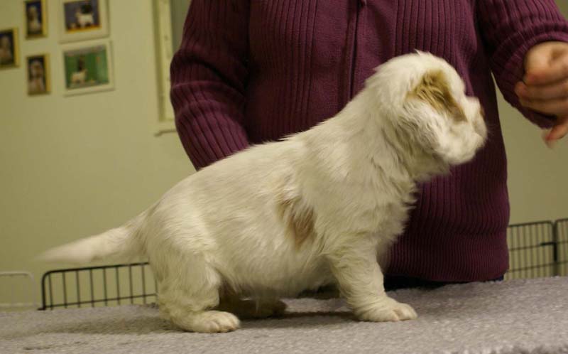 ST_Morgan_Le_Fay_7weeks_j