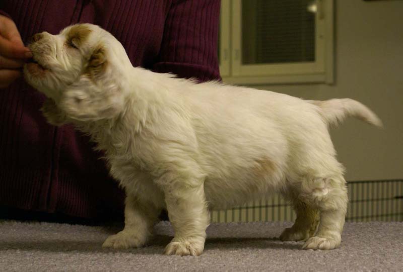 ST_Morgan_Le_Fay_7weeks_l