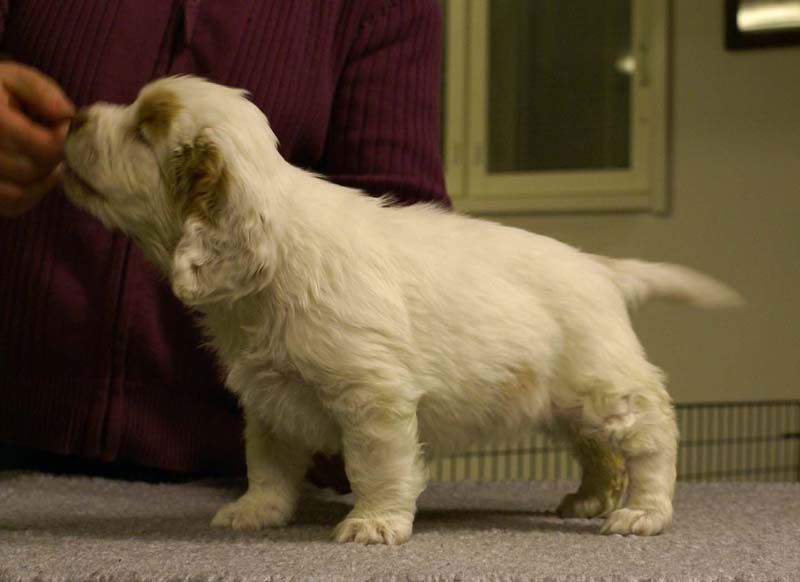 ST_Morgan_Le_Fay_7weeks_m