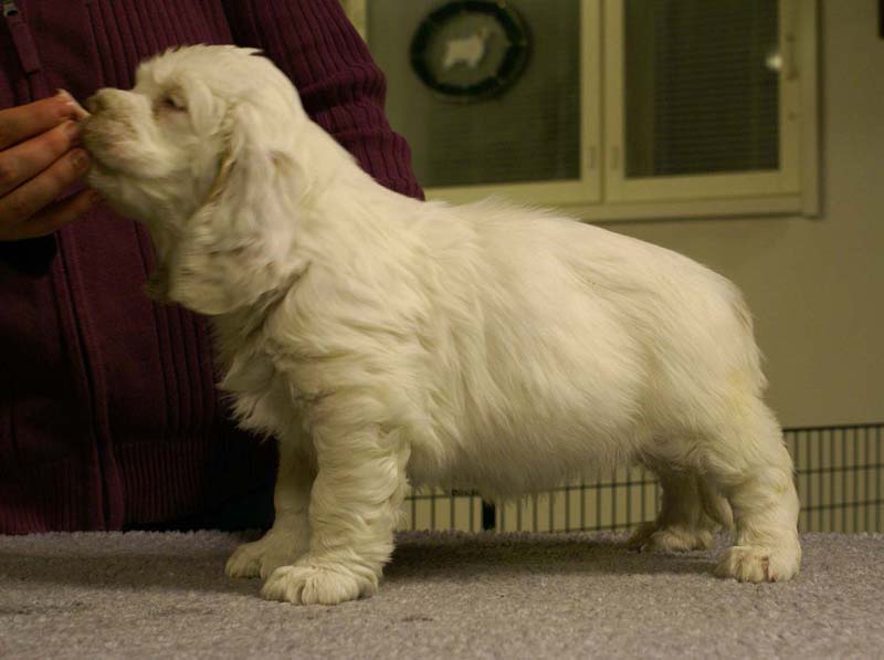 ST_Queen_Guinevere_7weeks_b