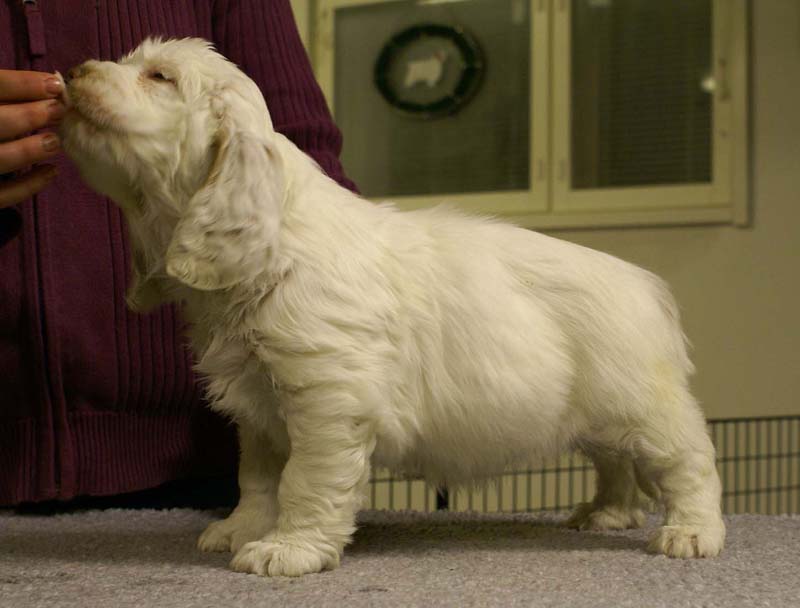 ST_Queen_Guinevere_7weeks_c