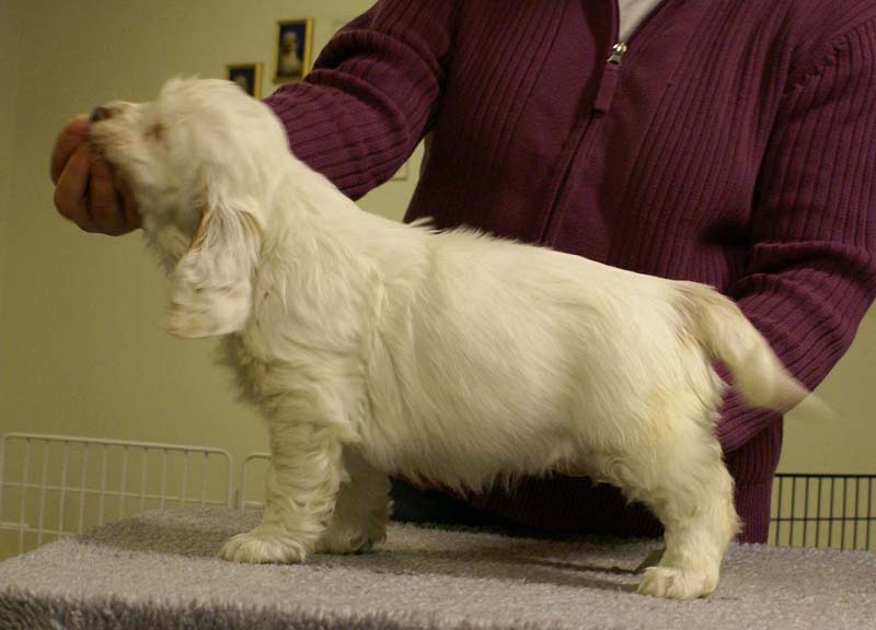 ST_Queen_Guinevere_7weeks_e