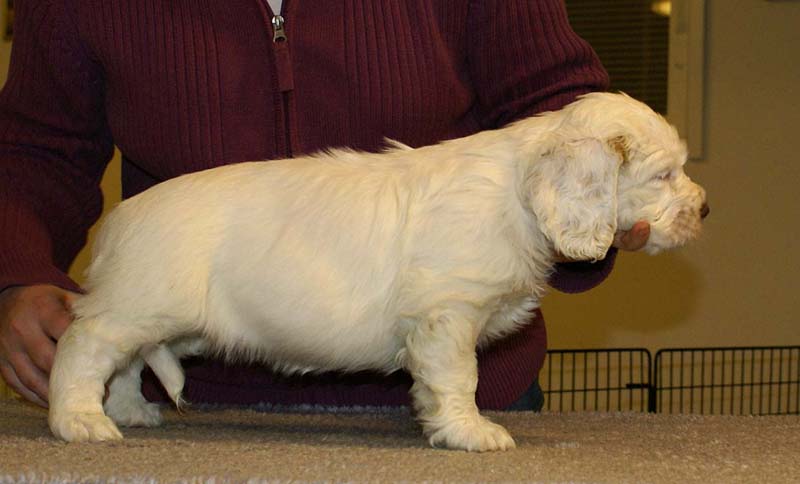 ST_Queen_Guinevere_7weeks_g