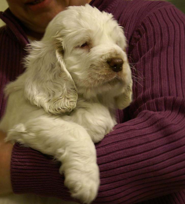 ST_Queen_Guinevere_7weeks_h