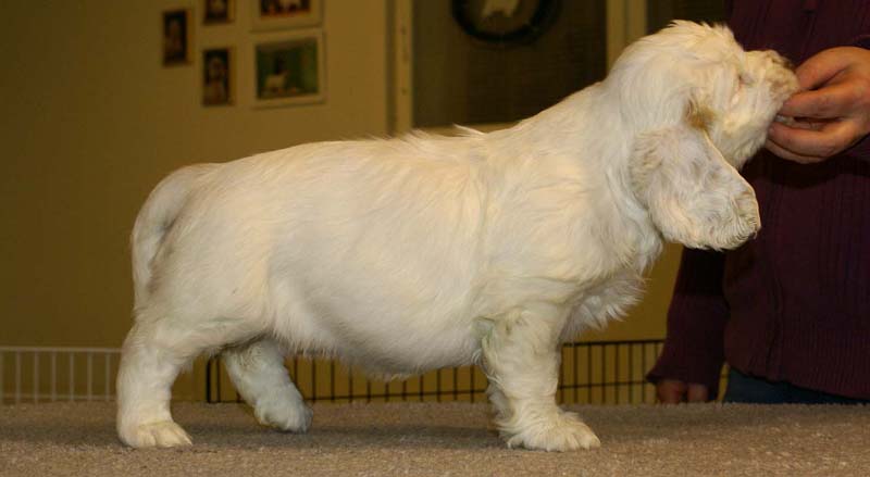 ST_Queen_Guinevere_7weeks_i