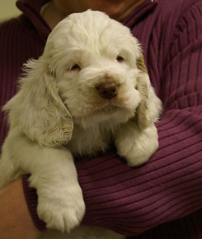 ST_Queen_Guinevere_7weeks_j