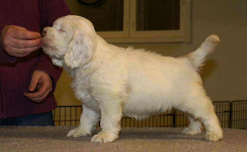 ST_Sir_Bors_De_Ganis_7weeks_a