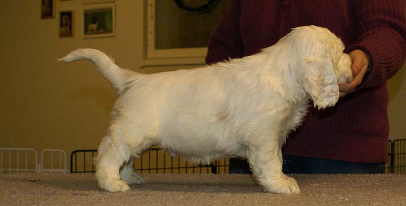 ST_Sir_Bors_De_Ganis_7weeks_e