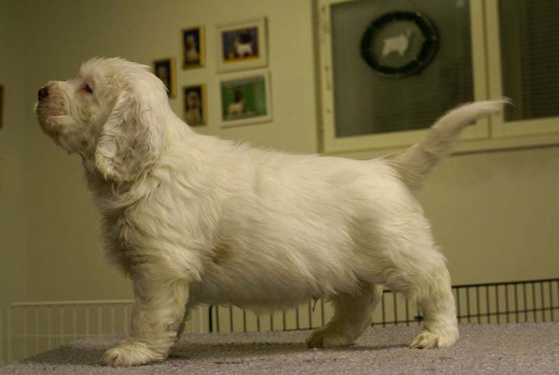 ST_Sir_Bors_De_Ganis_7weeks_h