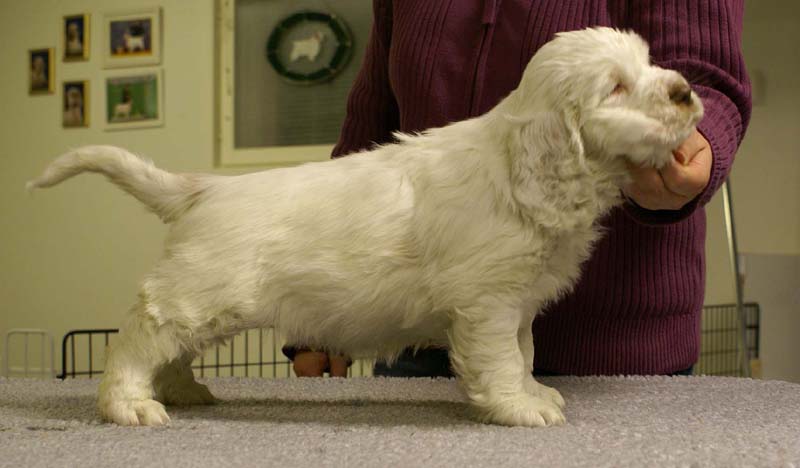 ST_Sir_Bors_De_Ganis_7weeks_i