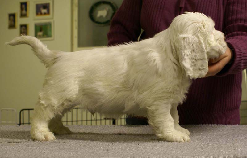 ST_Sir_Bors_De_Ganis_7weeks_j