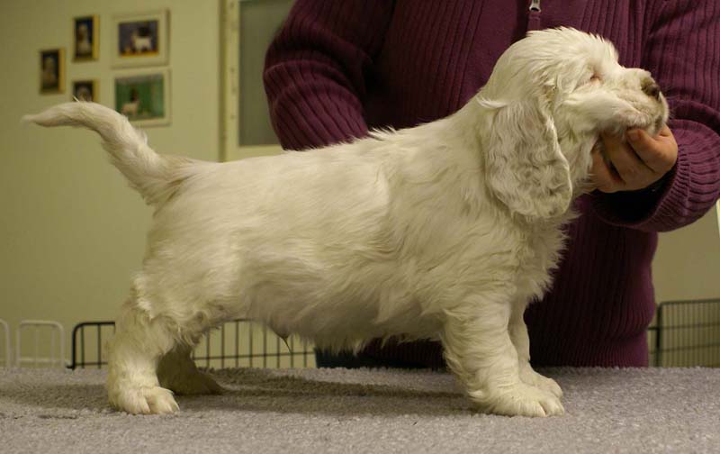 ST_Sir_Bors_De_Ganis_7weeks_k