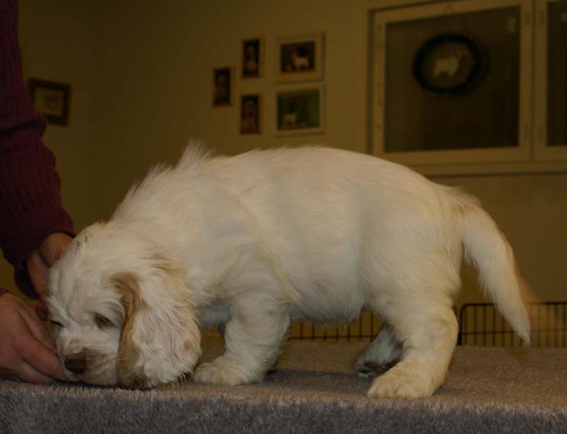 ST_Sir_Galahad_7weeks_a