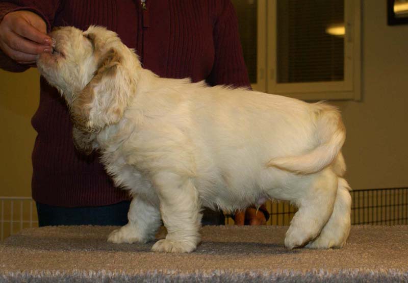 ST_Sir_Galahad_7weeks_b