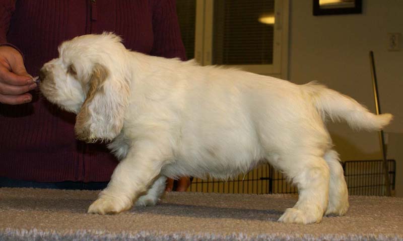 ST_Sir_Galahad_7weeks_d