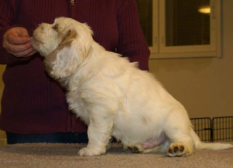 ST_Sir_Galahad_7weeks_e