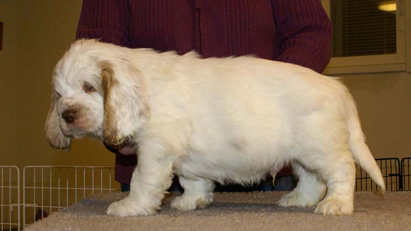 ST_Sir_Galahad_7weeks_g