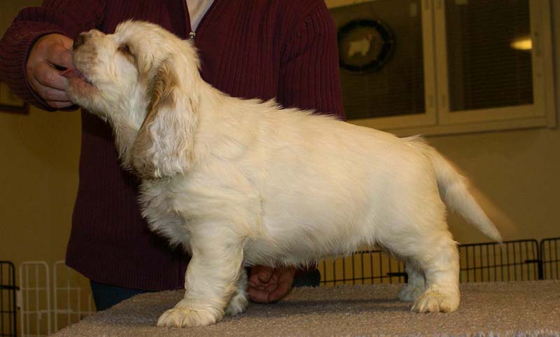 ST_Sir_Galahad_7weeks_i