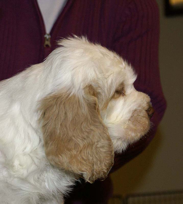 ST_Sir_Galahad_7weeks_m