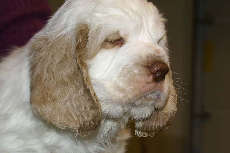 ST_Sir_Galahad_7weeks_p