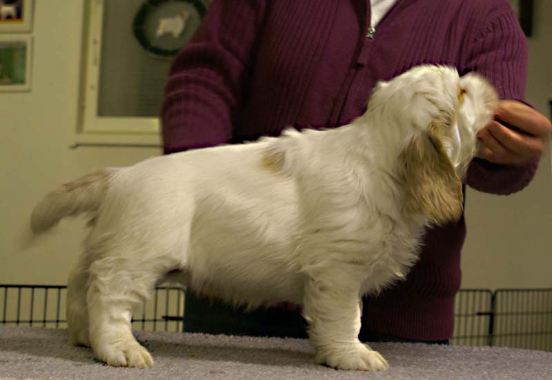 ST_Sir_Galahad_7weeks_r