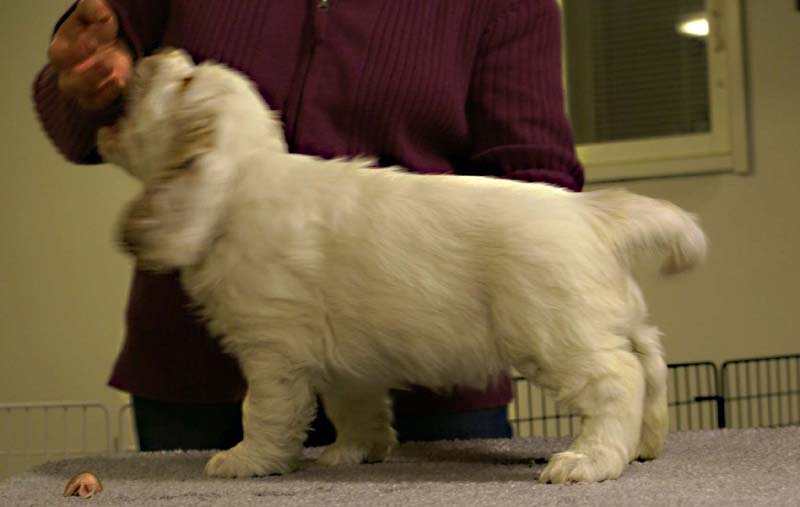 ST_Sir_Galahad_7weeks_s