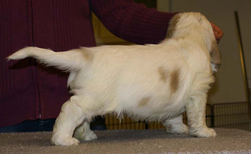 ST_Sir_Lancelot_7weeks_a