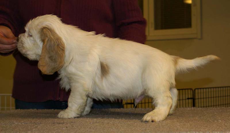 ST_Sir_Lancelot_7weeks_b