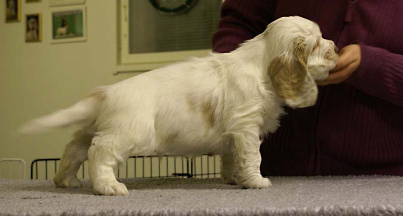 ST_Sir_Lancelot_7weeks_e