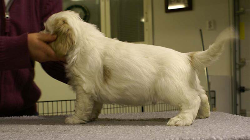 ST_Sir_Lancelot_7weeks_g