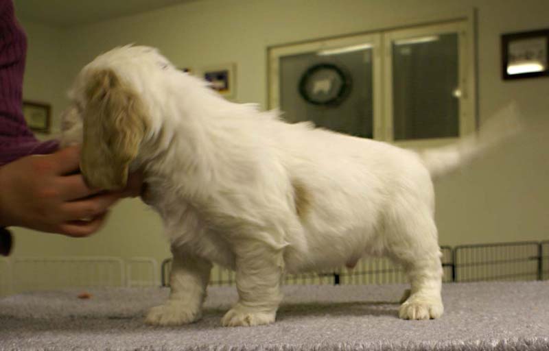 ST_Sir_Lancelot_7weeks_h