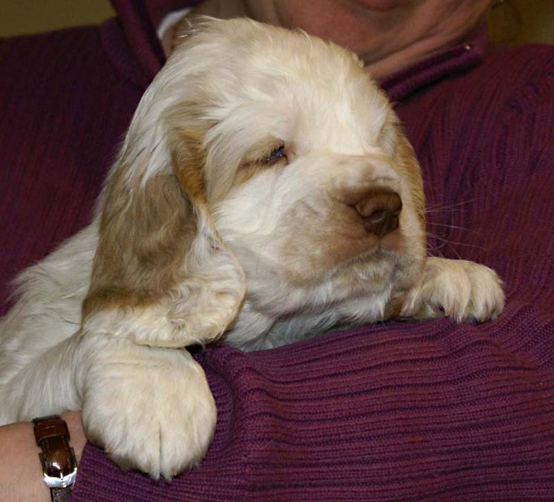 ST_Sir_Lancelot_7weeks_k