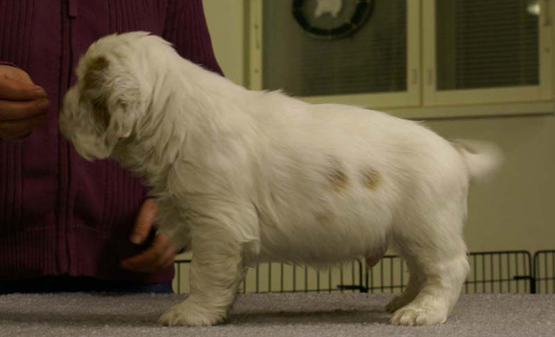 ST_Sir_Percivale_7weeks_a