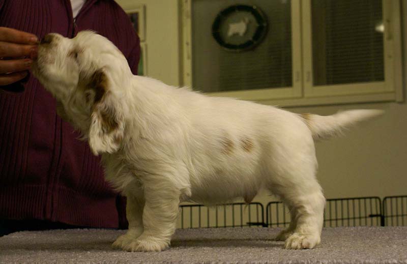 ST_Sir_Percivale_7weeks_b