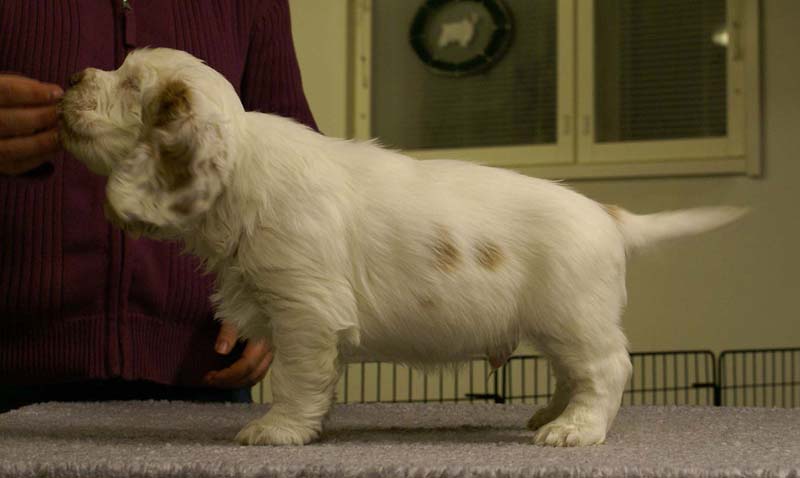 ST_Sir_Percivale_7weeks_d