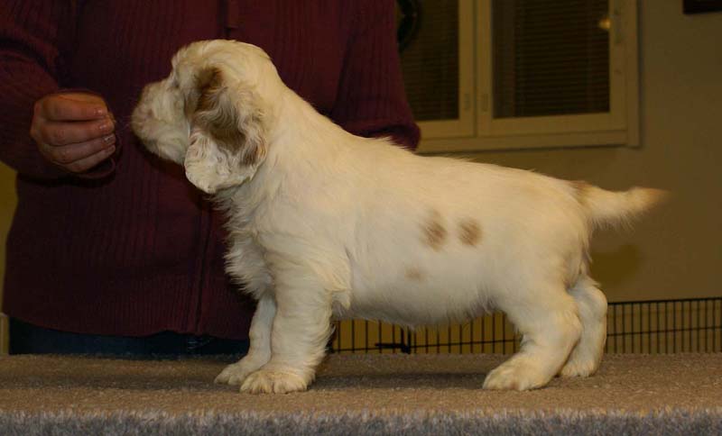 ST_Sir_Percivale_7weeks_e