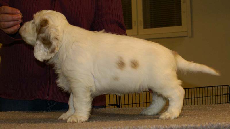 ST_Sir_Percivale_7weeks_h