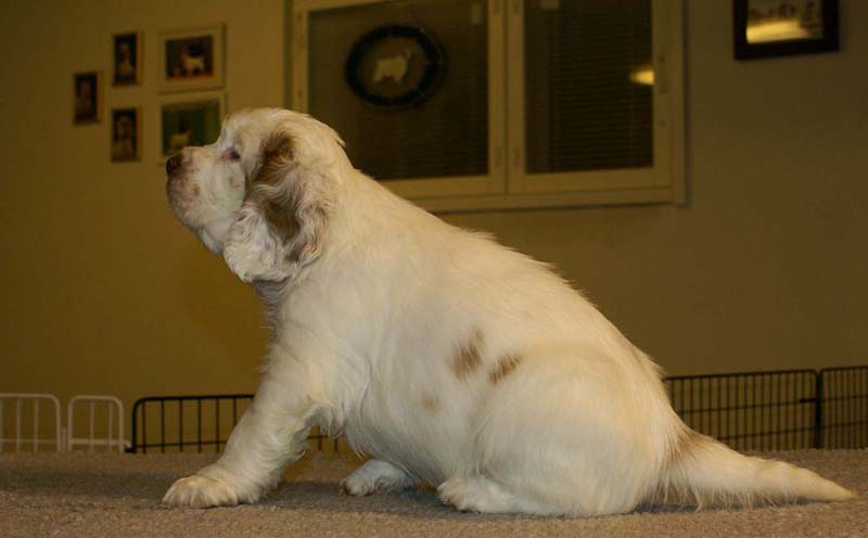 ST_Sir_Percivale_7weeks_i