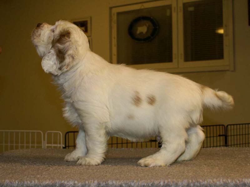 ST_Sir_Percivale_7weeks_j