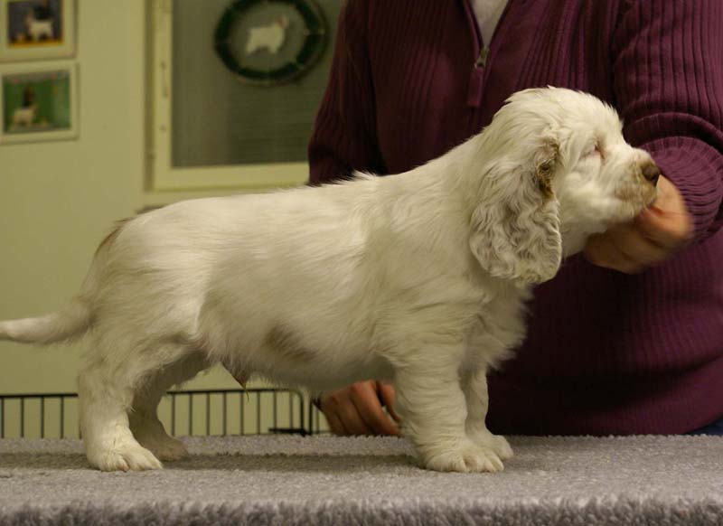 ST_Sir_Percivale_7weeks_n