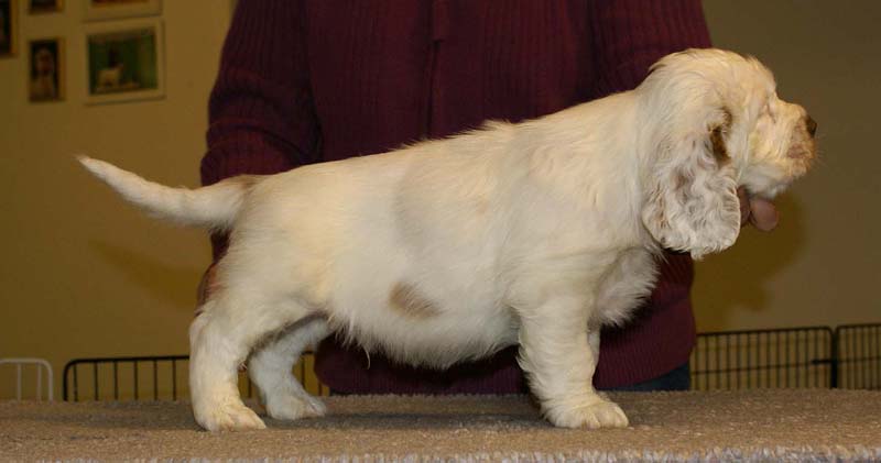 ST_Sir_Percivale_7weeks_o