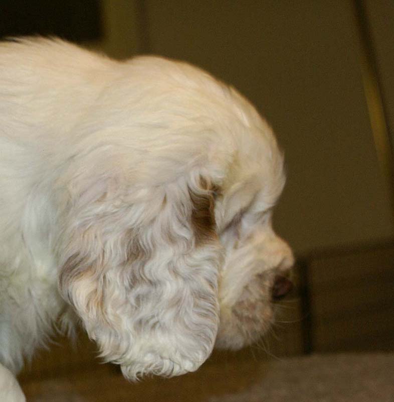 ST_Sir_Percivale_7weeks_q