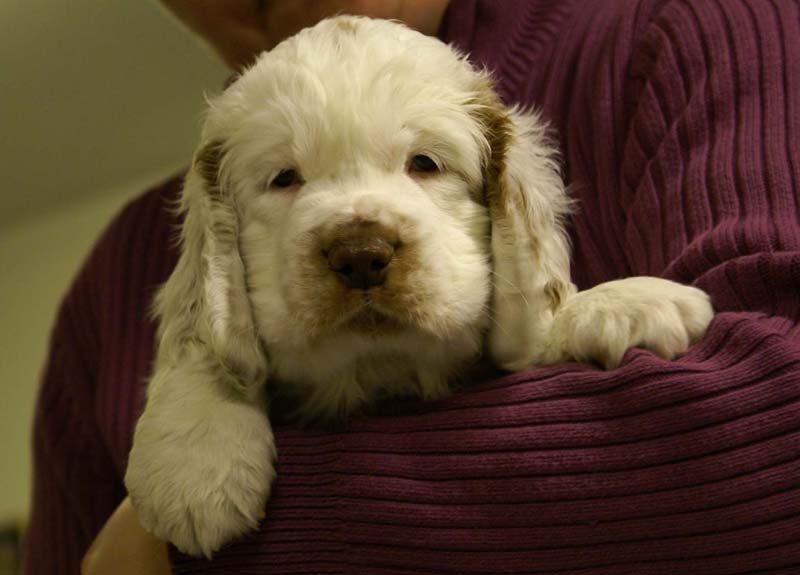 ST_Sir_Percivale_7weeks_t