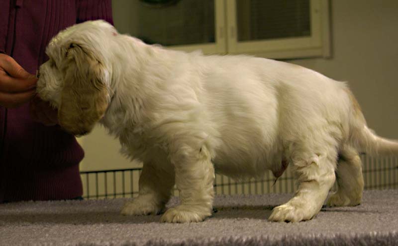 ST_Sir_Tristan_7weeks_b