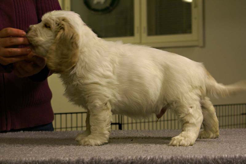 ST_Sir_Tristan_7weeks_c